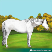 Horse Color:Grullo Splash Tobiano Rabicano