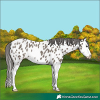 Horse Color:Smoky Grullo Splash Appaloosa 