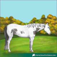 Horse Color:White Spotted Grullo Splash Tobiano Rabicano 