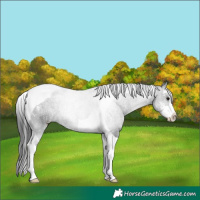 Horse Color:Black Sabino Tobiano Rabicano 