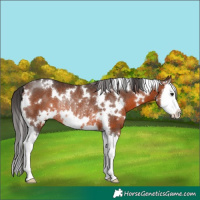 Horse Color:White Spotted Brown Splash Rabicano 
