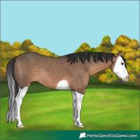 Horse Color:Brown Dun Splash 