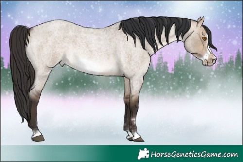 Horse Color:Brown Roan Dun Frame Rabicano 
