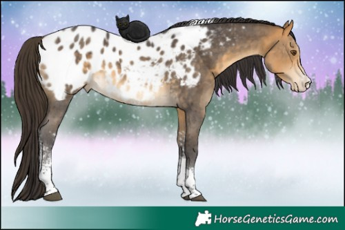 Horse Color:Buckskin Sabino Tobiano Appaloosa 