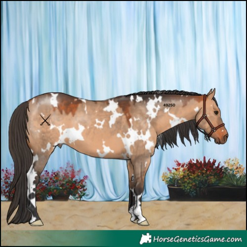 Horse Color:White Spotted Bay Dun 