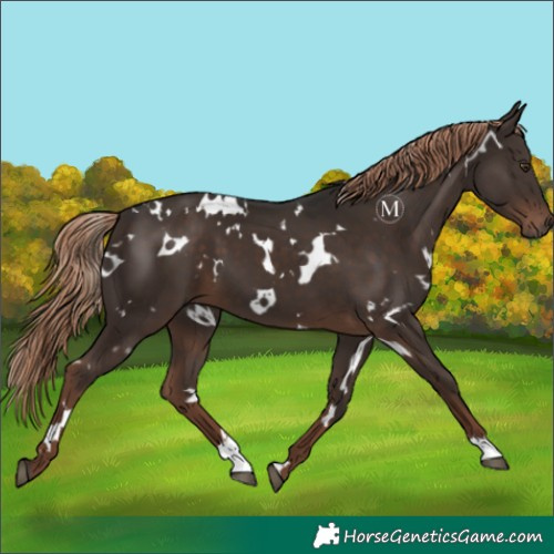 Horse Color:White Spotted Liver Chestnut 
