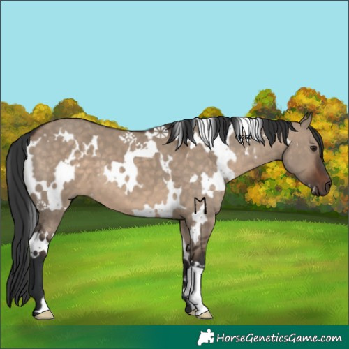Horse Color:White Spotted Brown Dun 