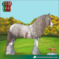 Horse Color:White Spotted Liver Chestnut Tobiano Rabicano 