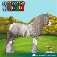 Horse Color:White Spotted Liver Chestnut Tobiano Rabicano 