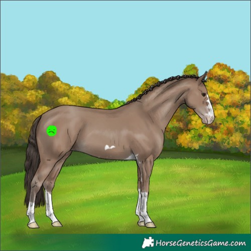 Horse Color:Classic Champagne 