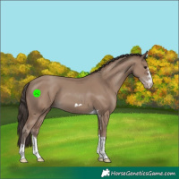 Horse Color:Classic Champagne 