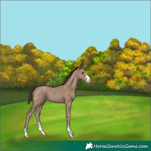 Horse Color:Classic Champagne 