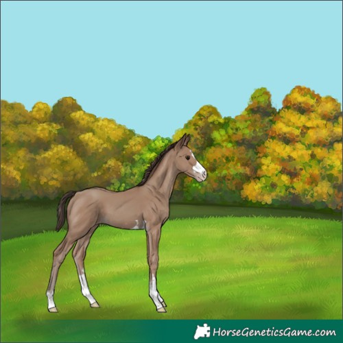 Horse Color:Classic Champagne 