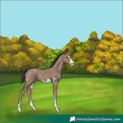 Horse Color:Classic Champagne 