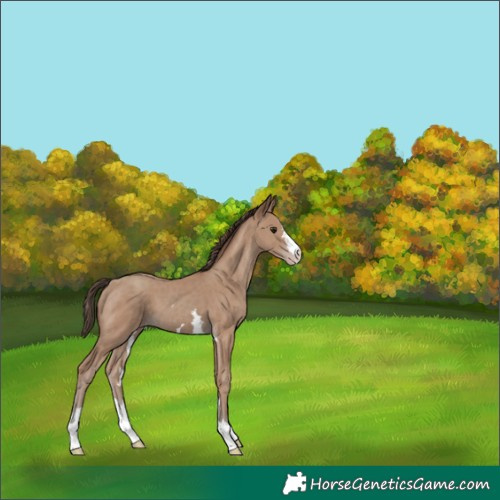 Horse Color:Classic Champagne 