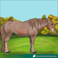 Horse Color:Chestnut Appaloosa 
