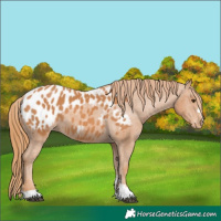 Horse Color:Chestnut Appaloosa 