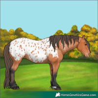 Horse Color:Bay Appaloosa 