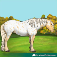 Horse Color:Palomino Appaloosa