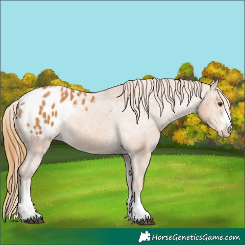 Horse Color:Chestnut Appaloosa 