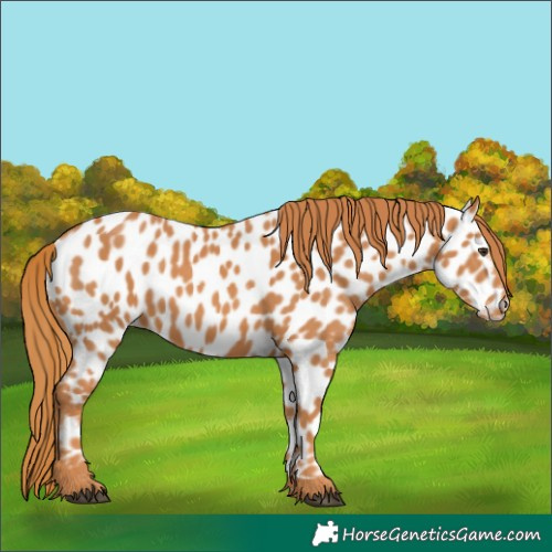 Horse Color:Chestnut Near Leopard 