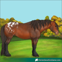 Horse Color:Bay Appaloosa 