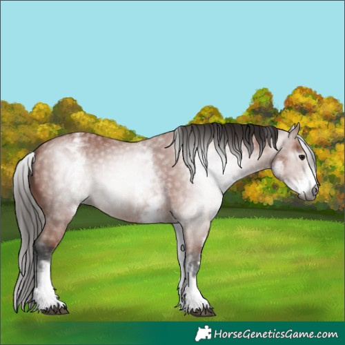Horse Color:Gray White Spotted Bay 