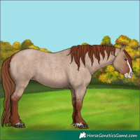 Horse Color:Red Dun Roan Splash 