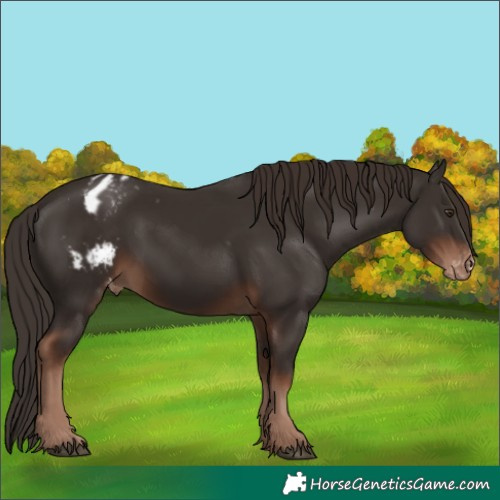 Horse Color:Liver Chestnut Appaloosa 