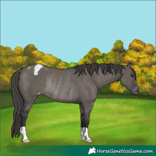 Horse Color:Grullo Appaloosa Rabicano