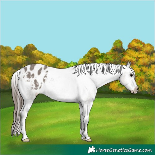 Horse Color:Grullo Blanket Rabicano