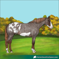 Horse Color:Liver Red Roan Frame Appaloosa