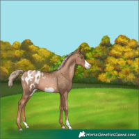 Horse Color:Liver Chestnut Pearl Frame Appaloosa