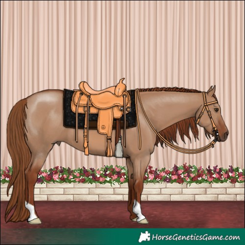Horse Color:Red Dun 