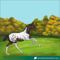 Horse Color:Liver Chestnut Tobiano Appaloosa 