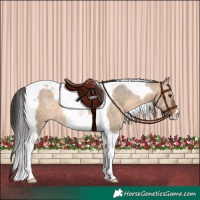 Horse Color:Brown Dun Tobiano 