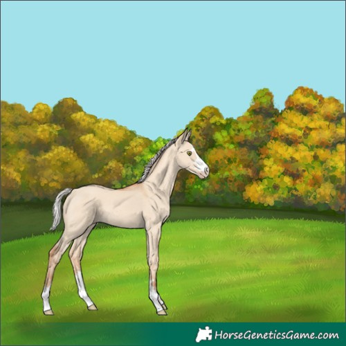 Horse Color:Silver Classic Champagne Dun 