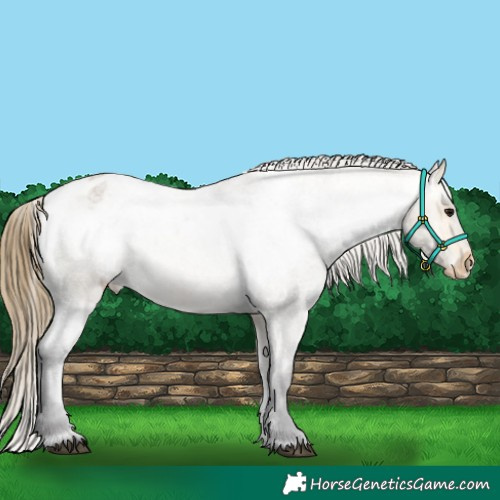 Horse Color:Buckskin Roan Appaloosa 