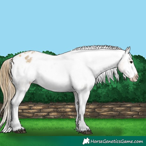 Horse Color:Buckskin Roan Appaloosa 