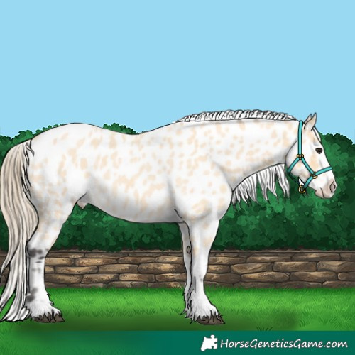 Horse Color:Buckskin Roan Appaloosa 