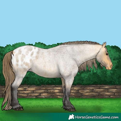 Horse Color:Buckskin Roan Appaloosa 