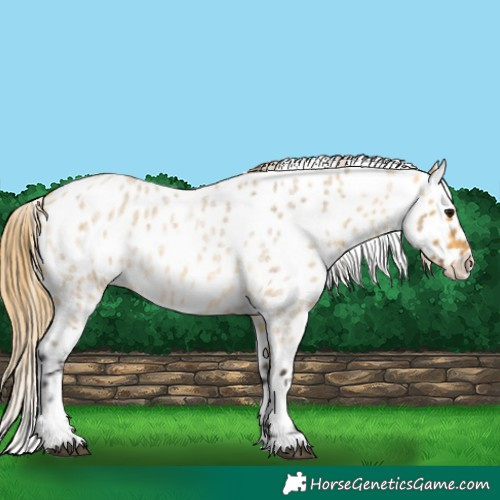 Horse Color:Buckskin Roan Near Leopard 