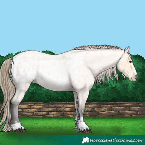 Horse Color:Buckskin Roan Appaloosa 