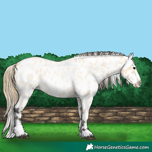 Horse Color:Buckskin Roan Appaloosa 