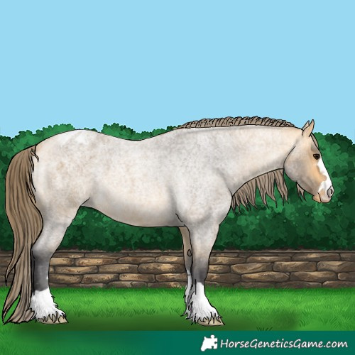 Horse Color:Buckskin Roan Appaloosa 