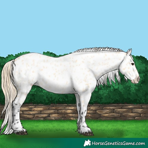 Horse Color:Buckskin Roan Near Leopard 