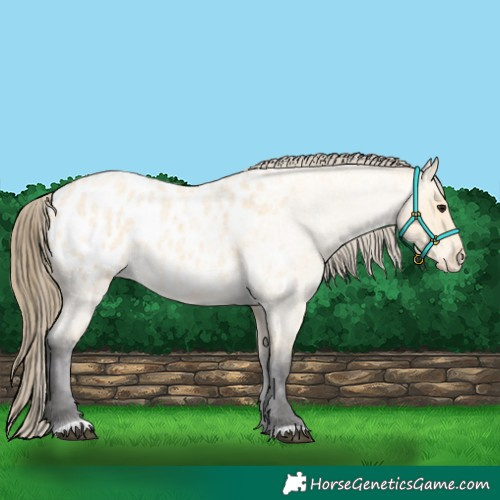 Horse Color:Buckskin Roan Appaloosa 
