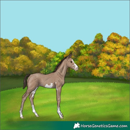 Horse Color:Classic Champagne 