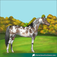 Horse Color:White Spotted Brown Dun 