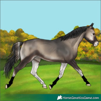 Horse Color:Blue Onyx Appaloosa 
